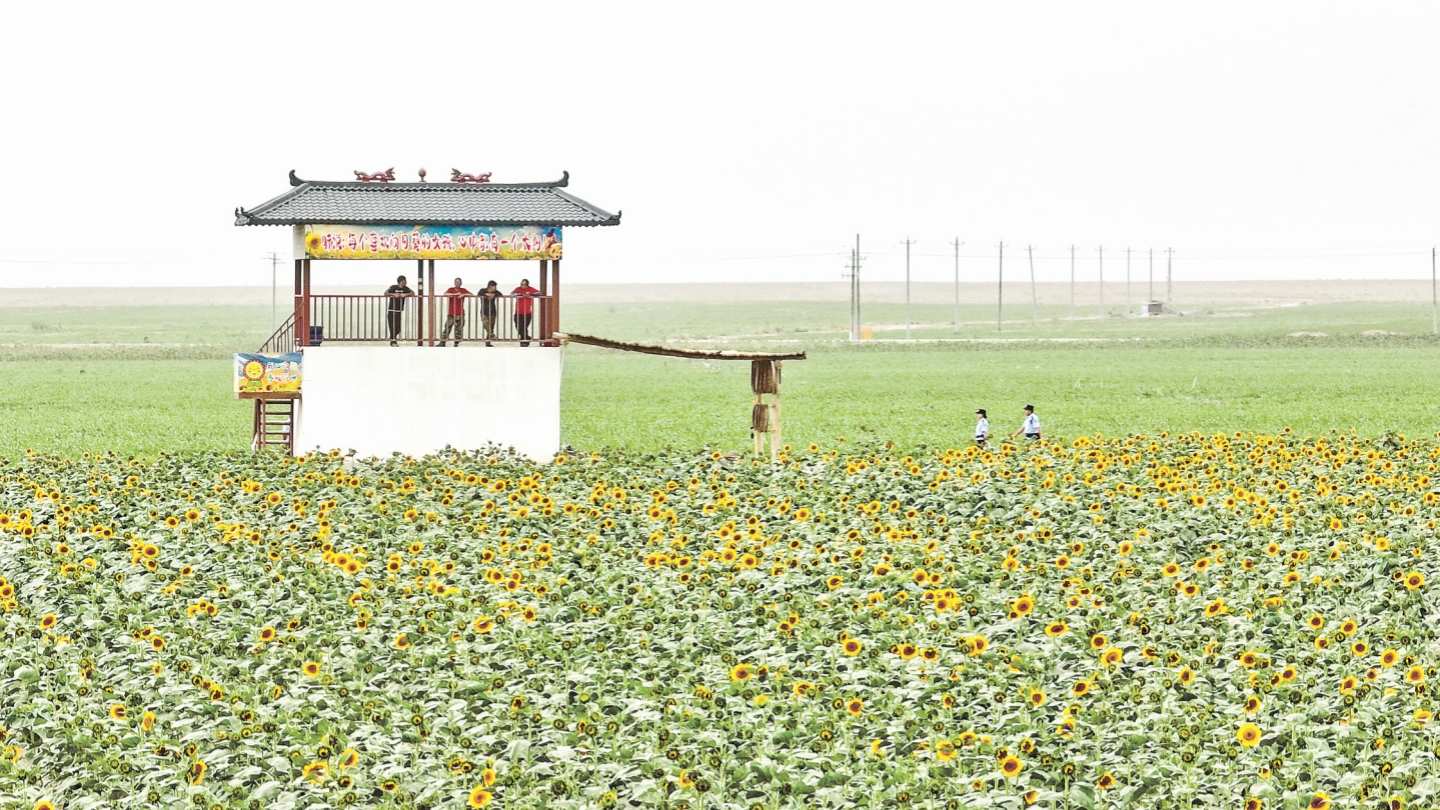 万亩花海 平安常在